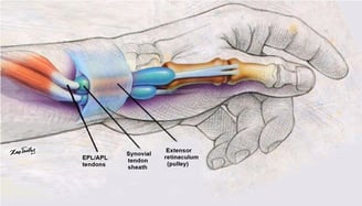 dequervain-anatomy-wiki-commons-dJoNo4rwL6irGeJr(1)